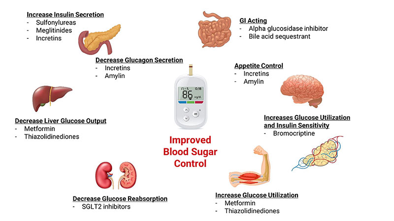 Can We Give RL to Diabetic Patient? What You Need to Know