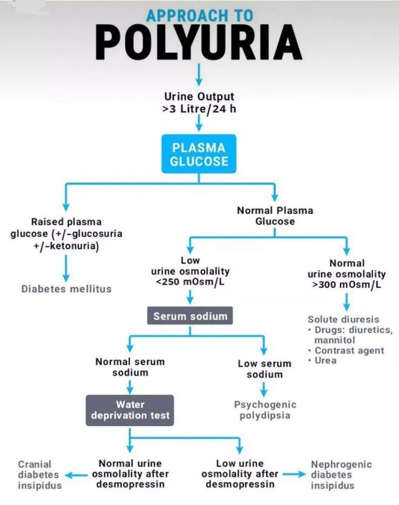 Why Do Diabetic Patients Experience Polyuria?